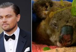 Leonardo DiCaprio sensibilizza tutti per salvare i koala in Australia