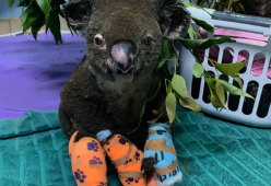 È morto il koala salvato dalle fiamme in Australia: era troppo grave