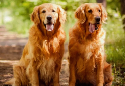 Accudire due amabili Golden Retriever per 32.000 sterline l'anno