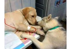 La foto dolcissima del cane da terapia con il suo paziente a 4 zampe