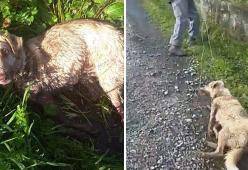 Spara al suo cane e lo trascina con una corda: automobilista lo vede e lo denuncia