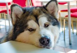 Cane accende il microonde "inavvertitamente" e la cucina va in fiamme