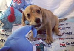 Minacciato di morte, il cane "unicorno" non sarà più dato in adozione
