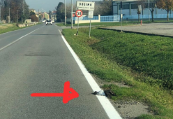 Ridipingono le strisce stradali sulla carcassa di una nutria [foto]