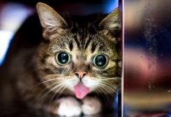 Addio a Lil Bub, una delle gattine più amate del web