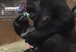 Mamma gorilla dà alla luce il suo piccolo e poi lo riempie di baci
