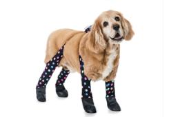 Dagli Stati Uniti arrivano i leggins per cani