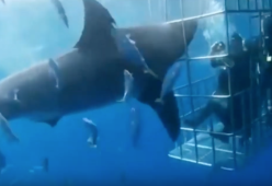 Squalo attacca sub nella gabbia ma rimane incastrato e muore dissanguato. La denuncia
