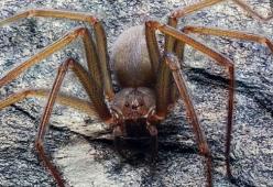 Scoperta in Messico una nuova specie di ragno molto pericolosa per l'uomo