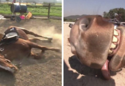L’incredibile storia del “cavallo attore” che si finge morto per non essere cavalcato
