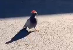 Piccioni con cappelli rossi da cowboy avvistati a Las Vegas