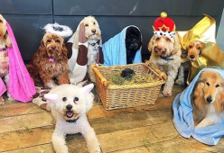 In un rifugio per animali in Inghilterra va in scena il primo presepe a quattro zampe
