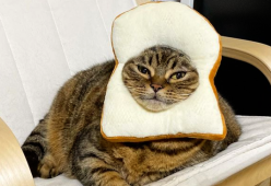 Questo gatto vi strapperà un sorriso con la sua espressione buffissima 