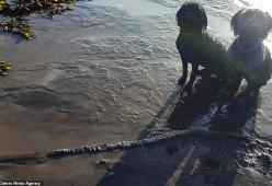 Cani trovano un fossile di ittiosauro di 65 milioni di anni fa