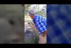 Turista azzannato al braccio da una leonessa: il video shock
