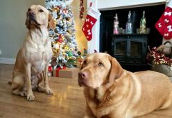 Regali di Natale: "Spendo più per i miei cani che per mio marito"