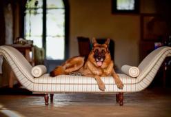 Günther VI è l'animale più ricco del mondo ed è un cane italiano