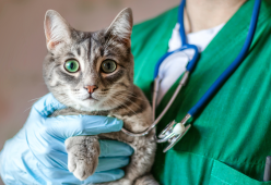 San Valentino, gatti sterilizzati con il nome dell'ex: la vendetta