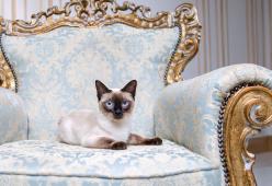 Milionaria lascia tutta l'eredità ai suoi animali domestici