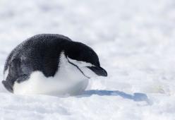 Pinguini e ciclo del sonno: fanno fino 10mila sonnellini al giorno