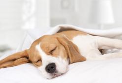 I cani sono in grado di sognare i propri padroni: la scoperta