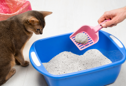 Bagno occupato, fa pipì nella lettiera del gatto: "Stavo scoppiando"