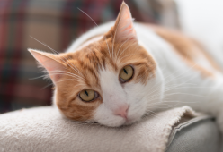 I gatti sanno sempre dove sei anche se non ti vedono: lo studio