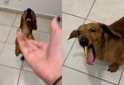 "DogVSlemon challenge", veterinaria avvisa: "È un trend pericoloso"