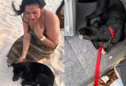 Incontra un cane randagio in vacanza e rinuncia al volo di ritorno
