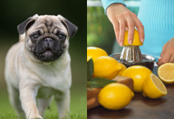 Il trend virale della sfida Dog vs Lemon non è così divertente