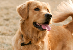 I migliori consigli per scegliere il nome del cane