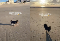 Un’emozionante cagnolina cieca e anziana sulla spiaggia: il video