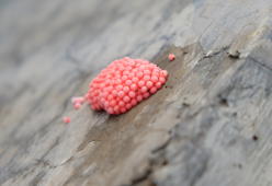 La lumaca mela e le sue uova rosa pericolose: di cosa si tratta