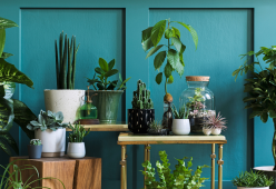 5 piante anti-zanzara per un'estate piacevole e 100% green
