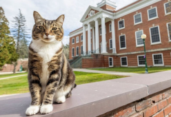 Un gatto randagio diventa dottore all’università del Vermont 