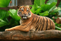 Tigre della Malesia a rischio estinzione: rimangono 150 esemplari
