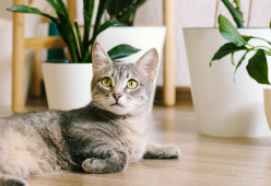 I gatti cadono sempre in piedi: ma è vero? E perché?