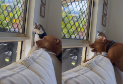 Il dolce pitbull che abbaia per proteggere la sorella gatta