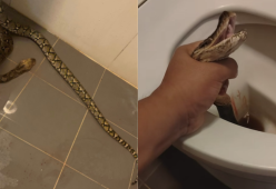 Un serpente spunta dal gabinetto e lo morde sui testicoli
