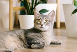 A New York c’è un Festival in cui si vedono solo video di gatti