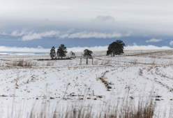 Copiosa nevicata imbianca il Sudafrica che si tinge di bianco