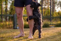 Perché i cani montano le gambe e come correggere questo comportamento