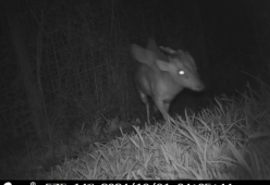 Una misteriosa creatura è apparsa allo zoo di Bristol: ecco la foto