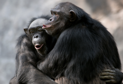Quali sono gli animali che si accoppiano di più?