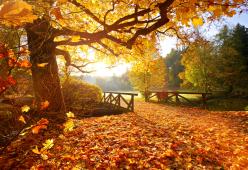 I 6 luoghi migliori in Europa per ammirare il foliage autunnale 2024