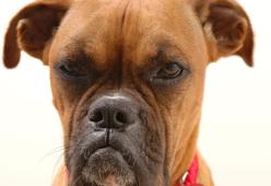 Cani anziani: perché cambiano carattere e come aiutarli