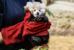 Fuochi d'artificio in Scozia: cucciolo di panda rosso muore di stress