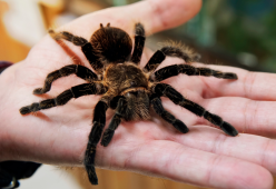 La suocera soffre di aracnofobia: lui compra una tarantola