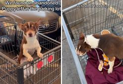 Cagnolino fugge di casa: trovato e salvato da due tiktoker