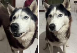 Aaron, l’husky che ha lo stesso accento della sua padrona: il video